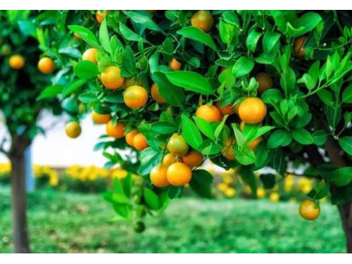 柑橘果树在落果期出现虫害时，农户可以如何进行预防工作